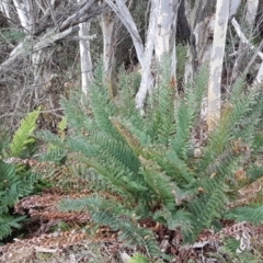 Polystichum proliferum (Mother Shield Fern) at Hume, ACT - 23 Jul 2017 by Maliyan