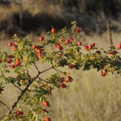 Rosa rubiginosa (Sweet Briar, Eglantine) at Paddys River, ACT - 18 Mar 2017 by MichaelBedingfield