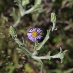 Vittadinia cuneata var. cuneata at Gundaroo, NSW - 16 Oct 2016