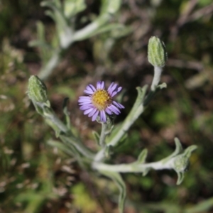 Vittadinia cuneata var. cuneata at Gundaroo, NSW - 16 Oct 2016