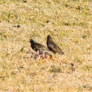 Sturnus vulgaris at Millingandi, NSW - 24 Jul 2017