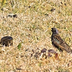 Sturnus vulgaris at Millingandi, NSW - 24 Jul 2017