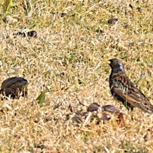 Sturnus vulgaris at Millingandi, NSW - 24 Jul 2017