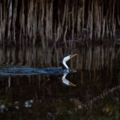 Microcarbo melanoleucos (Little Pied Cormorant) at Millingandi, NSW - 22 Jul 2017 by JulesPhotographer