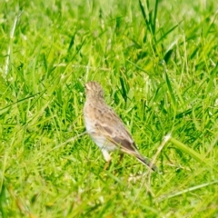 Anthus australis (Australian Pipit) at Millingandi, NSW - 13 Apr 2017 by JulesPhotographer