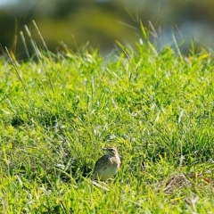 Anthus australis (Australian Pipit) at Millingandi, NSW - 4 Apr 2017 by JulesPhotographer