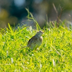 Anthus australis at Millingandi, NSW - 5 Apr 2017