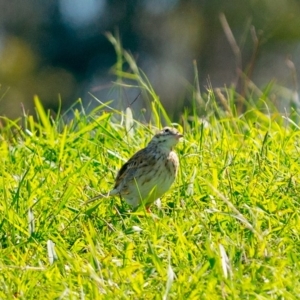 Anthus australis at Millingandi, NSW - 5 Apr 2017