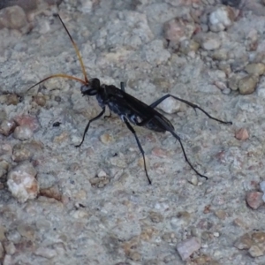 Fabriogenia sp. (genus) at Fyshwick, ACT - 14 Jan 2017