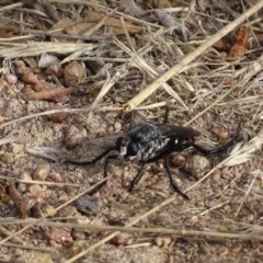 Apothechyla sp. (genus) at Garran, ACT - 26 Jan 2017 08:53 AM