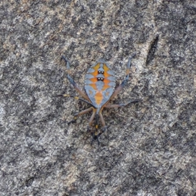 Amorbus sp. (genus) (Eucalyptus Tip bug) at Red Hill Nature Reserve - 5 Feb 2017 by roymcd