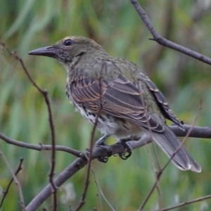 Oriolus sagittatus at Red Hill, ACT - 8 Feb 2017 06:46 PM