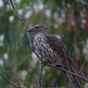 Oriolus sagittatus at Red Hill, ACT - 8 Feb 2017 06:46 PM