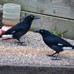 Strepera graculina (Pied Currawong) at Berrambool, NSW - 23 Jul 2017 by RossMannell