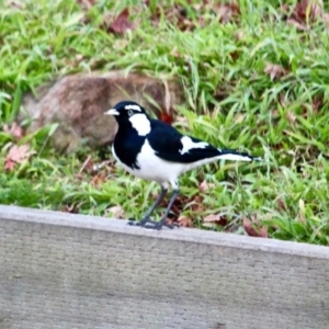 Grallina cyanoleuca at Berrambool, NSW - 23 Jul 2017