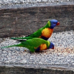 Trichoglossus moluccanus (Rainbow Lorikeet) at Berrambool, NSW - 23 Jul 2017 by RossMannell