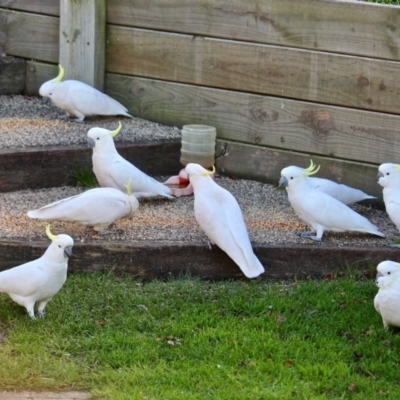 Cacatua galerita (Sulphur-crested Cockatoo) at Berrambool, NSW - 23 Jul 2017 by RossMannell