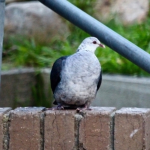 Columba leucomela at Berrambool, NSW - 23 Jul 2017 07:40 AM