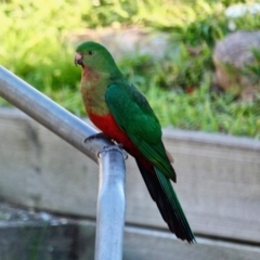 Alisterus scapularis (Australian King-Parrot) at Berrambool, NSW - 24 Jul 2017 by RossMannell