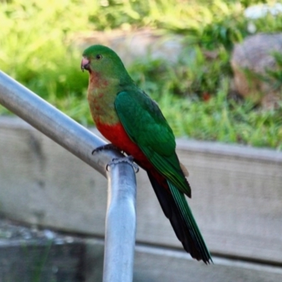 Alisterus scapularis (Australian King-Parrot) at Berrambool, NSW - 24 Jul 2017 by RossMannell