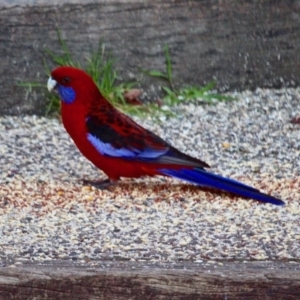 Platycercus elegans at Berrambool, NSW - 24 Jul 2017 08:48 AM