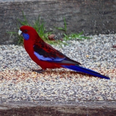 Platycercus elegans (Crimson Rosella) at Berrambool, NSW - 24 Jul 2017 by RossMannell