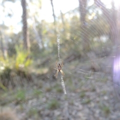 Plebs eburnus at Bywong, NSW - 24 Oct 2015 05:24 PM