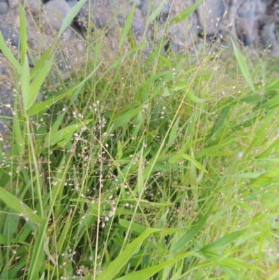 Isachne globosa (Swamp Millet) at Point Hut to Tharwa - 7 Mar 2017 by michaelb