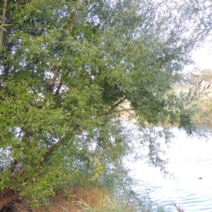 Salix nigra at Paddys River, ACT - 18 Mar 2017