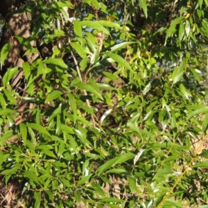 Salix nigra at Paddys River, ACT - 18 Mar 2017