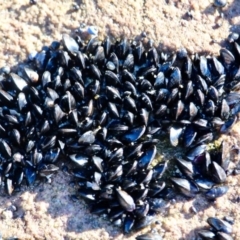 Xenostrobus pulex (Little Black Horse Mussel) at Nadgee, NSW - 24 Jul 2017 by RossMannell