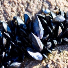 Xenostrobus pulex at Nadgee, NSW - 24 Jul 2017 12:00 AM