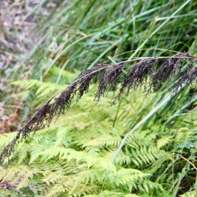 Gahnia clarkei (Tall Saw Sedge) at Nadgee, NSW - 24 Jul 2017 by RossMannell