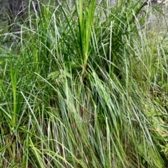 Gahnia clarkei at Nadgee, NSW - 24 Jul 2017