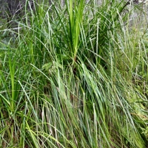 Gahnia clarkei at Nadgee, NSW - 24 Jul 2017 11:34 AM