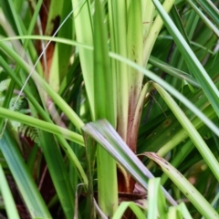 Gahnia clarkei at Nadgee, NSW - 24 Jul 2017