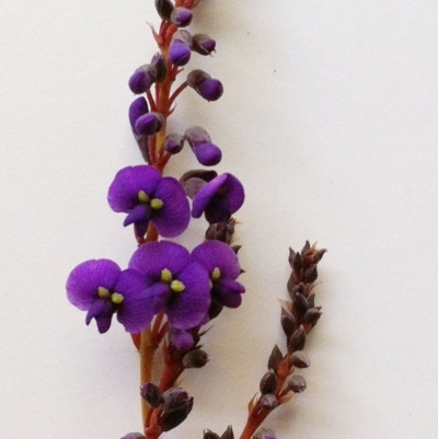 Hardenbergia violacea (False Sarsaparilla) at Red Hill to Yarralumla Creek - 24 Jul 2017 by ruthkerruish