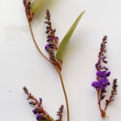 Hardenbergia violacea at Hughes, ACT - 25 Jul 2017