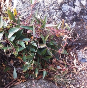 Hardenbergia violacea at Hughes, ACT - 25 Jul 2017