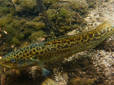 Gadopsis bispinosa (Two-Spined Blackfish) at Cotter River, ACT - 10 Mar 2016 by MichaelMulvaney