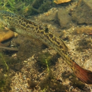 Gadopsis bispinosa at Cotter River, ACT - 10 Mar 2016