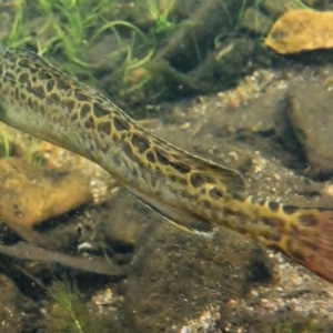 Gadopsis bispinosa at Cotter River, ACT - 10 Mar 2016 02:16 PM