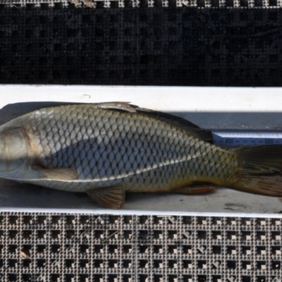 Cyprinus carpio (Common Carp) at Kambah Pool - 19 May 2010 by MichaelMulvaney