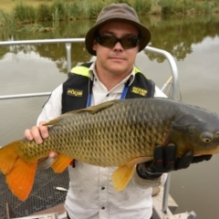 Cyprinus carpio (Common Carp) at Upper Stranger Pond - 24 Jan 2017 by MichaelMulvaney