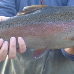 Oncorhynchus mykiss at Cotter River, ACT - 30 Apr 2014