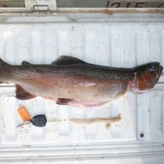 Oncorhynchus mykiss at Cotter River, ACT - 30 Apr 2014 03:38 PM