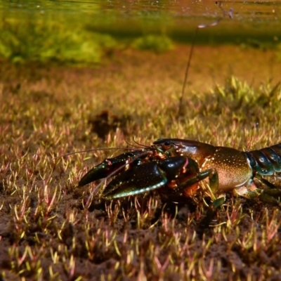 Euastacus rieki (Reik's Crayfish) at Yaouk, NSW - 23 Feb 2016 by MichaelMulvaney