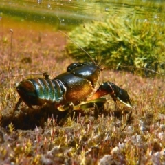 Euastacus rieki at Yaouk, NSW - 23 Feb 2016