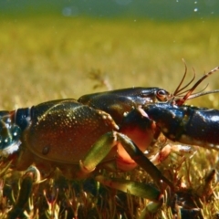 Euastacus rieki at Yaouk, NSW - suppressed