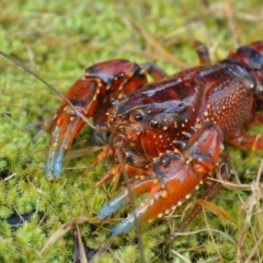 Euastacus crassus (Alpine Spiny Crayfish) at Tidbinbilla Nature Reserve - 17 Mar 2004 by MichaelMulvaney